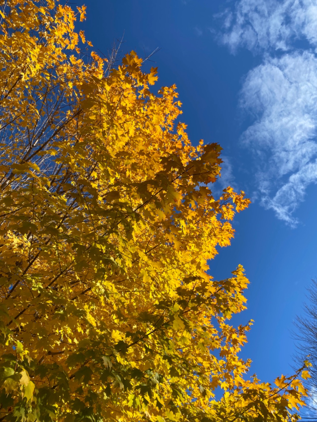 Autumn Brilliance
