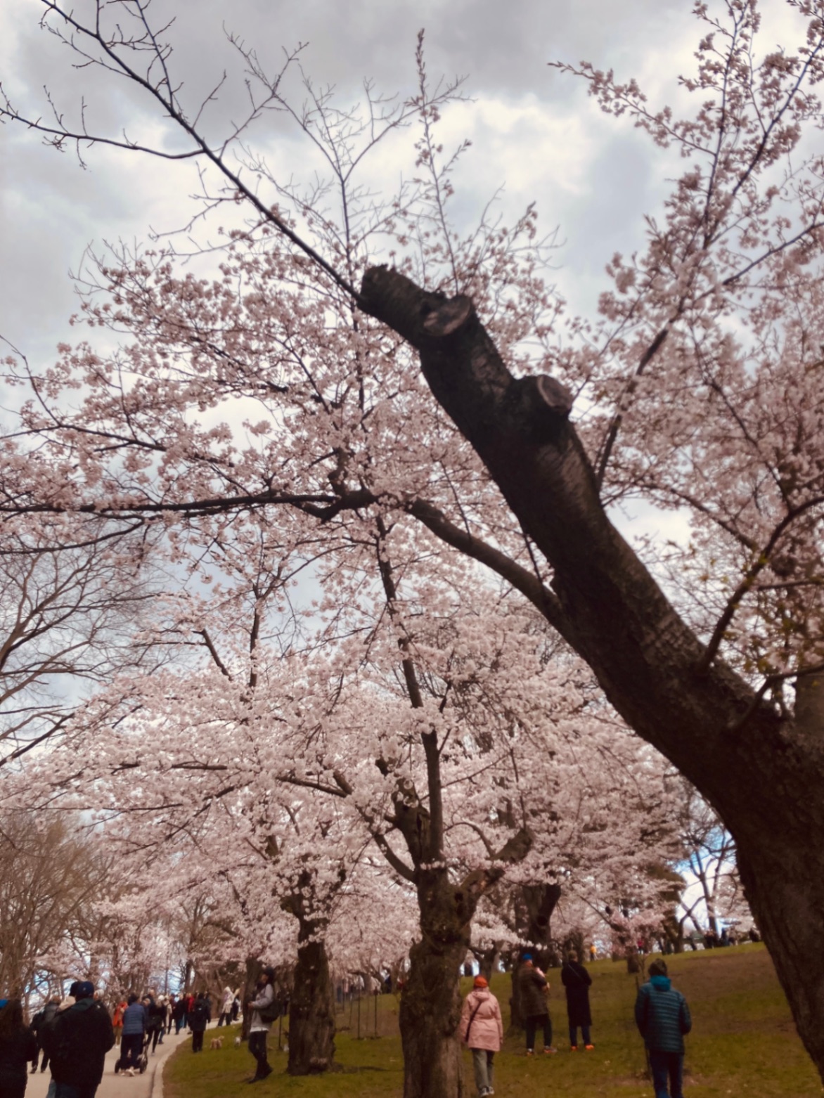 Cherry Blossoms in High Park