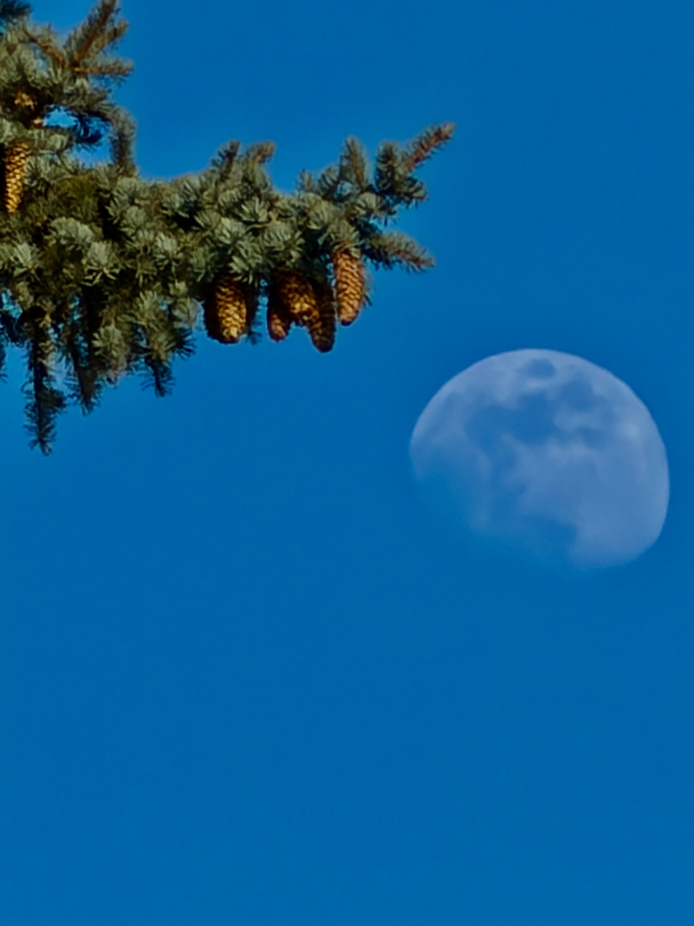 Moon in the park