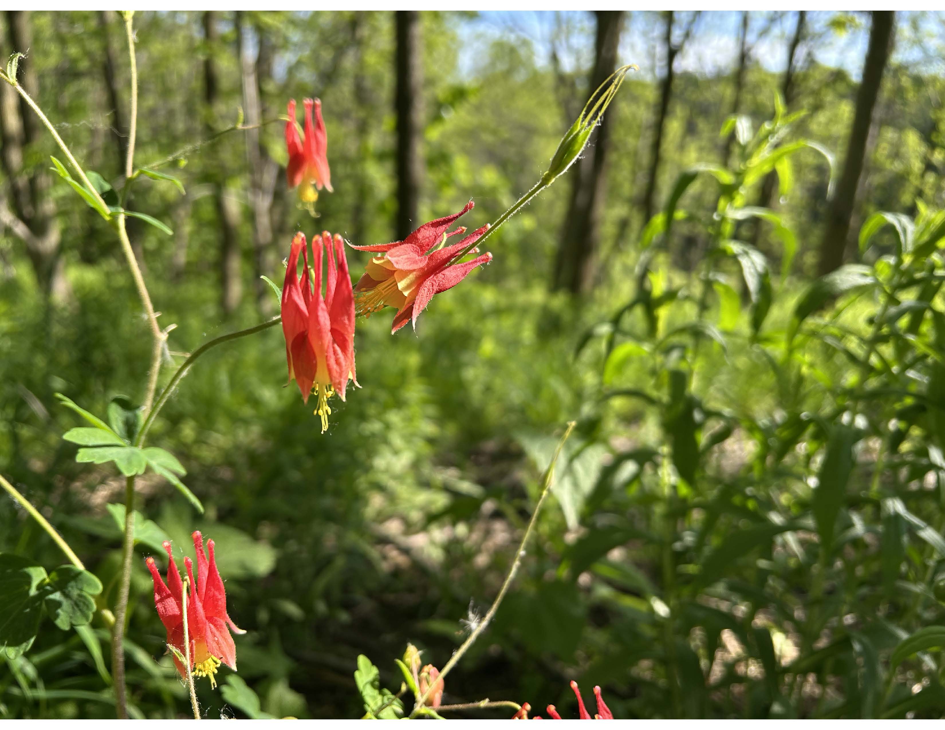 Red Columbines shine in Sherwood Par