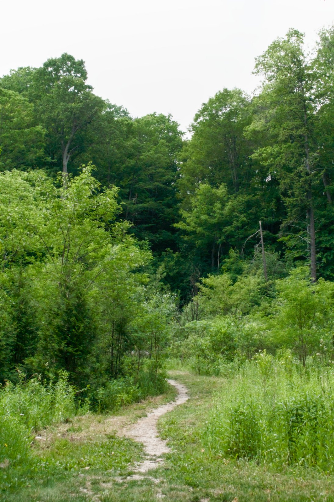 Wandering Trail