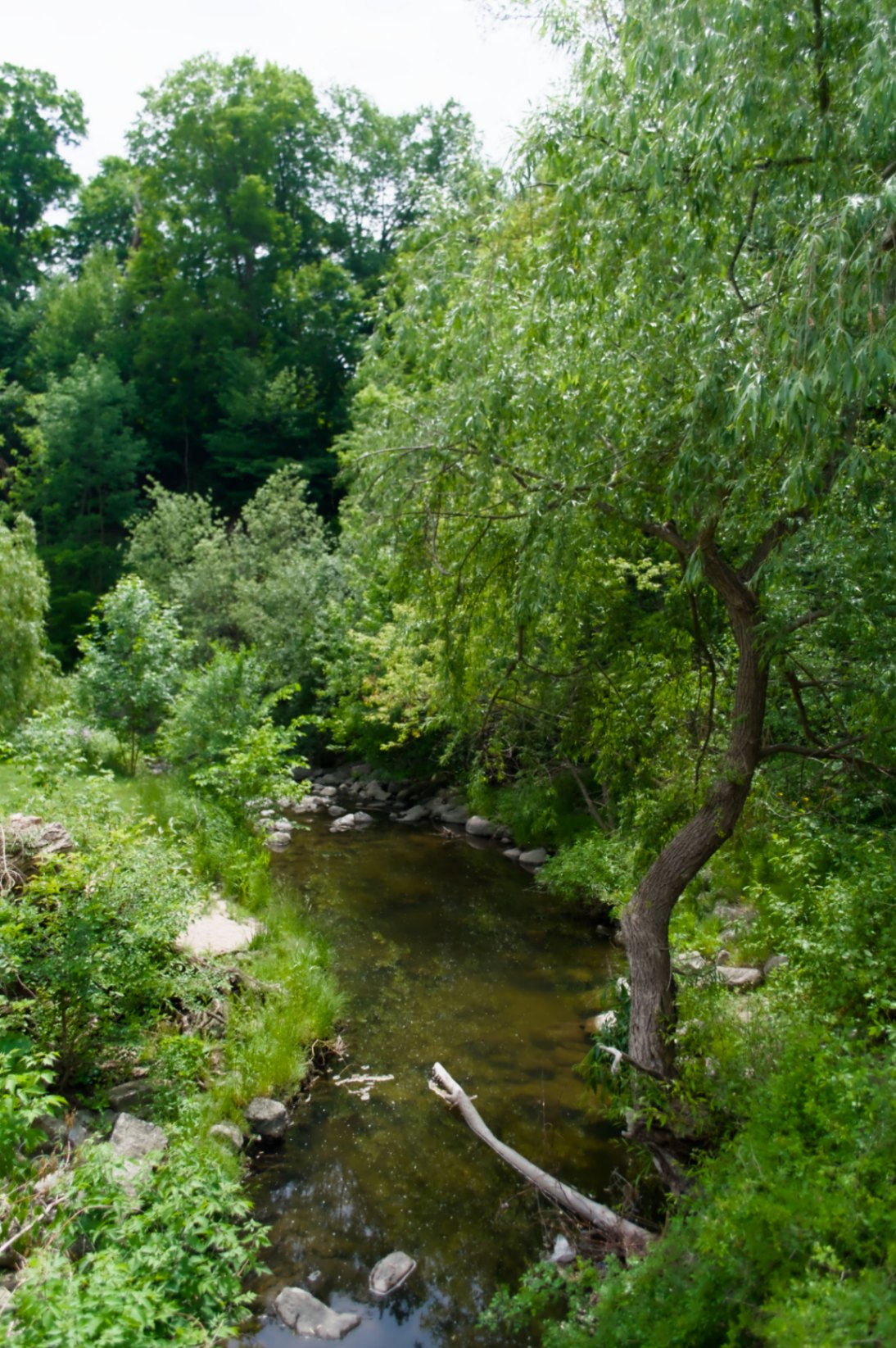 Serene Creek