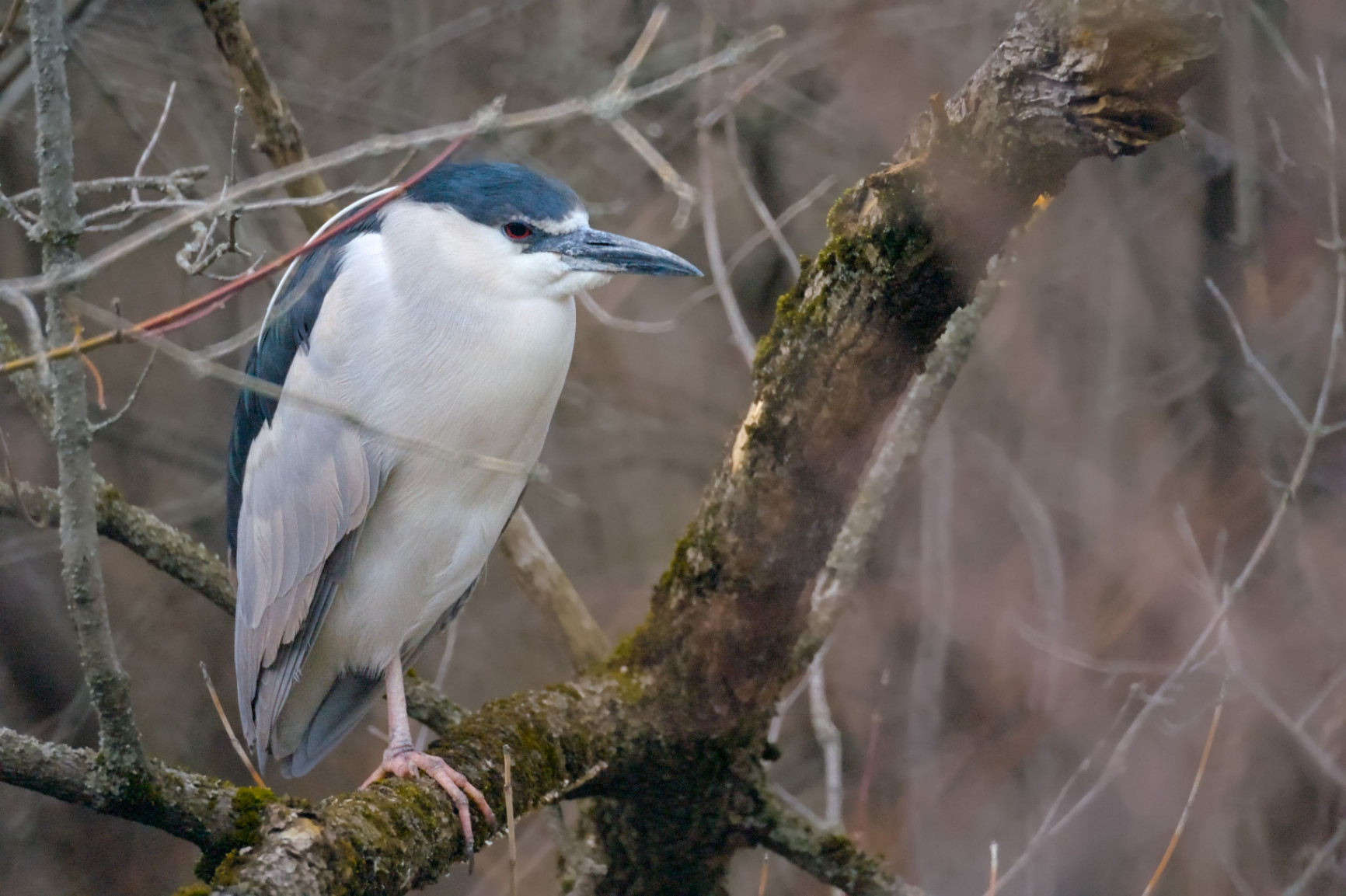 Black-Crowned Night Heron at the Park