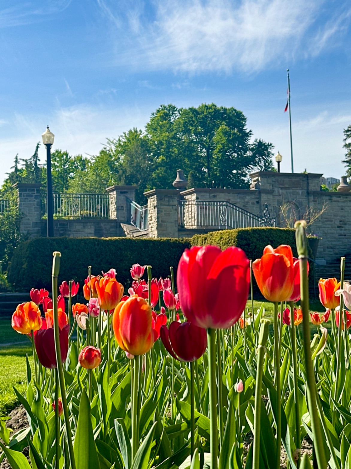 Tulip Season at Alexander Muir Memorial Garden