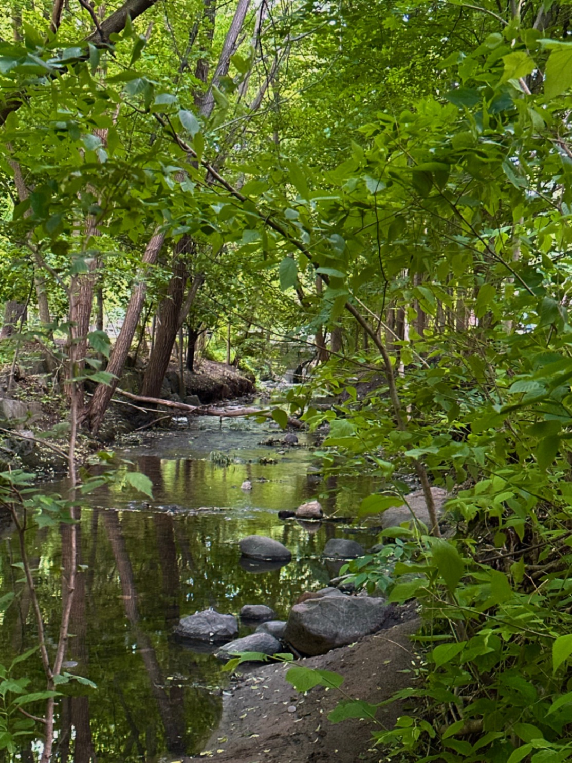 Peace at the Creek