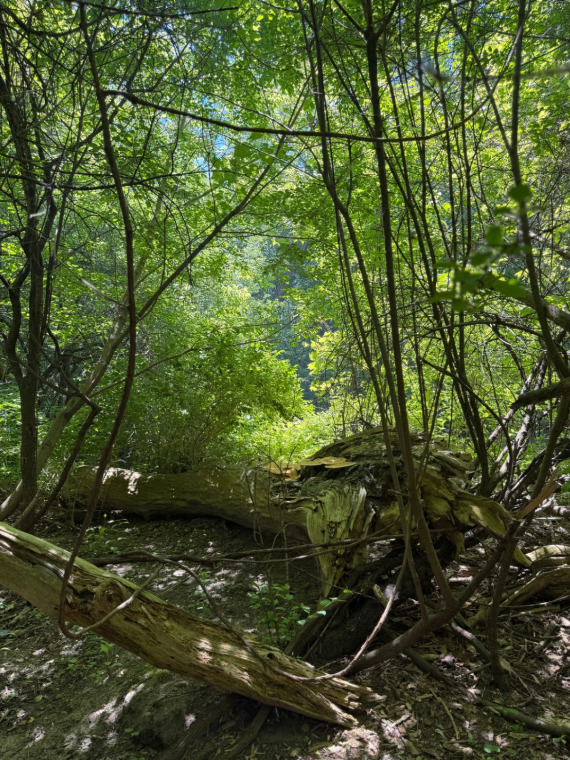 Wooded areas